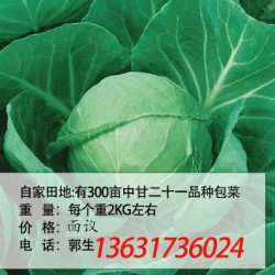 批发新鲜大白菜自产土特产农产品绿色食品菠菜