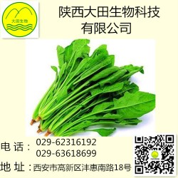 绿色菠菜提取物 10:1 、补血止血，利五脏， 通血脉，止渴润肠，滋阴平肝，助消化