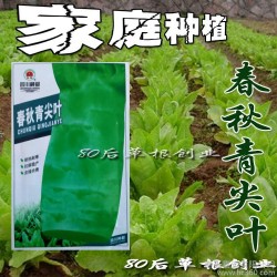 阳台种菜 盆栽蔬菜种子 四季白尖叶莴笋种子 莴苣 四季播种