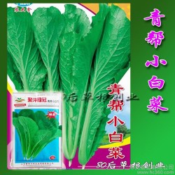 北京聚萍 绿冠青帮 小白菜菜种子 四季播 耐寒耐热 蔬菜种子
