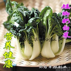 奶脚奶白菜种子 寿光蔬菜种子 四季播家庭盆栽 10g