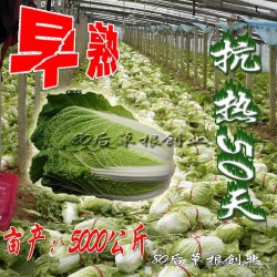 大白菜种　蔬菜种子子 耐热高温高产秋播10g 　锦农热抗50
