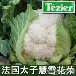 寿光蔬菜种子 慧雪 花菜种子 白菜花 菜花种子 大田春播 1