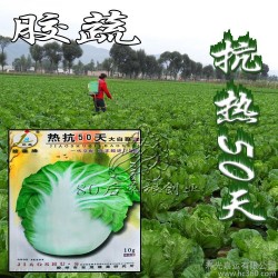 大 白菜种子 农科院  蔬菜种子四季  高抗病 胶蔬热抗50