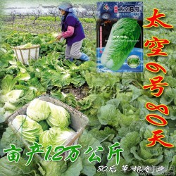 寿光蔬菜种子 大白菜种子四季 阳台种菜 蔬菜种子 盆栽四季播