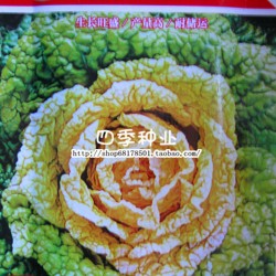 寿光蔬菜种子 黄心乌 白菜种子 阳台盆栽 蔬菜种子 四季58包邮