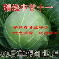 蔬菜种子批发 绿甘蓝种子 中甘十一 7g 包心白菜种子