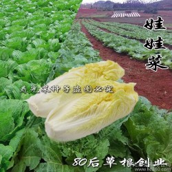 寿光蔬菜种子 减肥娃娃菜种子 白菜种子 阳台种菜 盆栽蔬菜5