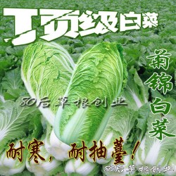 白菜种子 寿光蔬菜种子 菊锦 白菜籽种子春季 秋冬 大田用种
