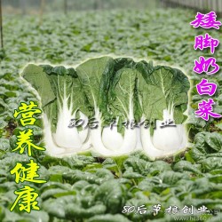矮脚 奶白菜 蔬菜种子 阳台种菜 盆栽 白菜种子 50克