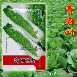 新 青麻叶大白菜种子阳台种菜 蔬菜种子  秋白菜 小白菜 5