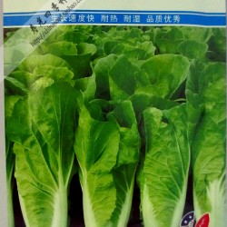 寿光蔬菜种子 白菜种子 香港利邦高科 早翠宝快菜种子25克装
