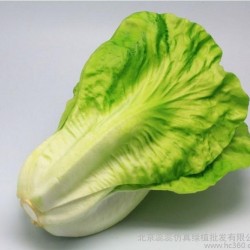 特价仿真蔬菜 生菜 大白菜 模型拍摄道具 假白菜 假蔬菜水果