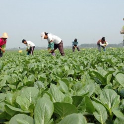 供港蔬菜，供港青菜，放心菜，无公害蔬菜，绿色蔬菜，白菜仔