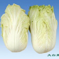 供应绿色蔬菜广东菜心、奶白菜、斗白菜