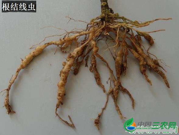 种植麦冬需要防治哪些害虫？