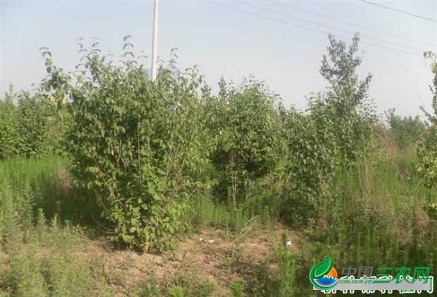 种植山茱萸如何追肥？