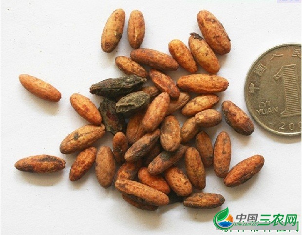 山茱萸如何用种子繁殖？