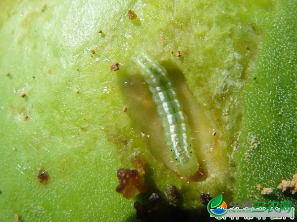 种植瓜萎如何防治瓜绢螟？
