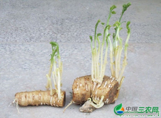 种植瓜萎如何用分根繁殖？