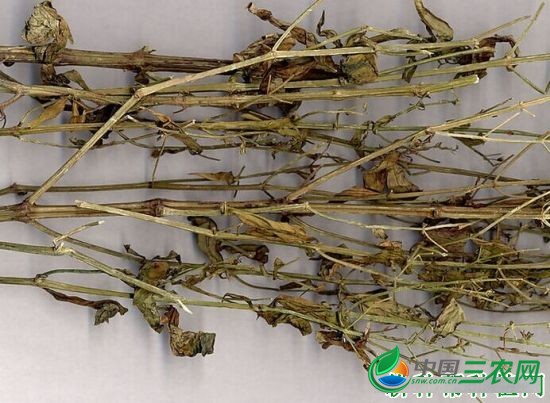 种植穿心莲如何采收？