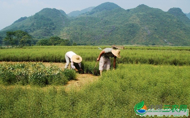 种植穿心莲如何采收？