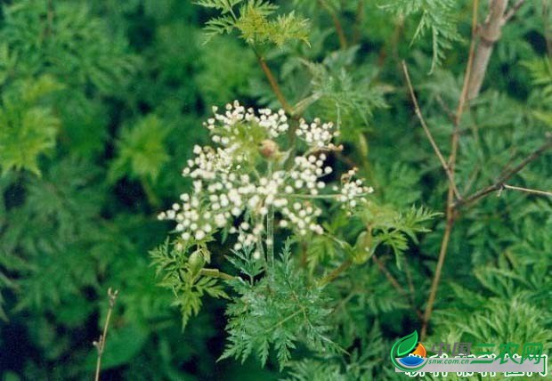 绿芎1号川芎品种好不好？