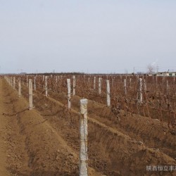 葡萄埋藤机、开沟机、培土机