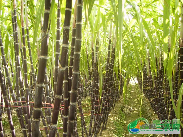 甘蔗种植后期管理技术