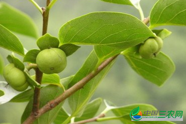 山竹树高产的种植要点