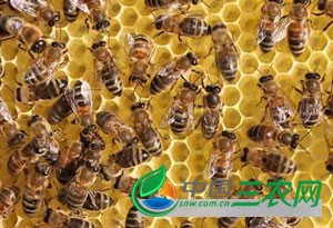 蜜蜂7-2