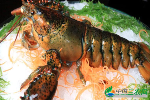 波士顿龙虾和澳洲龙虾有哪些区别呢？