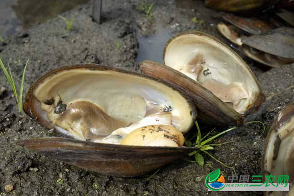 怎样分辨河蚌的死活呢？