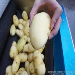 土豆清洗去皮机 毛刷去皮机 多用去皮机 果蔬去皮机