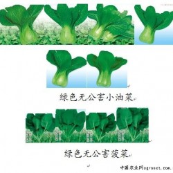 供应小油菜