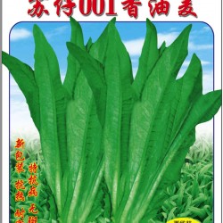 供应苏仔001香油麦—油麦菜种子