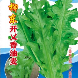 供应柳东开乂香油麦—油麦菜种子