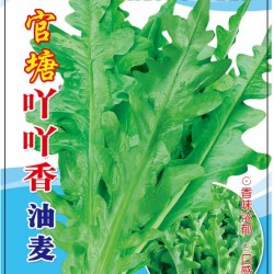 供应官塘吖吖香油麦—油麦菜种子