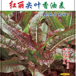 供应红丽尖叶香油麦—油麦菜种子