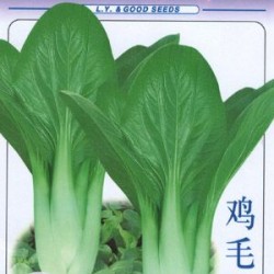 供应油菜种子--上海青鸡毛菜