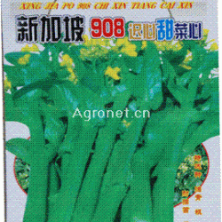 供应新加坡908菜心—油菜种子