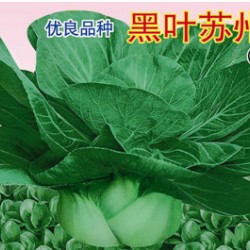 供应科丰苏州青－油菜种子