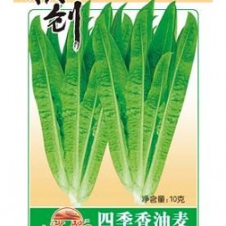 供应四季香油麦—油菜种子