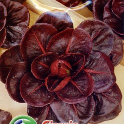 供应罗马紫油菜－油菜种子
