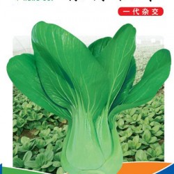 供应京绿油菜—油菜种子