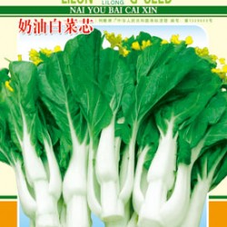 奶油白菜心——白菜类种子