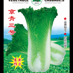 供应京青三号—白菜种子