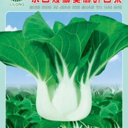 水口矮脚蔡扇叶白菜——白菜类种子