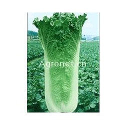 供应脆绿937—白菜种子