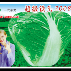 供应超级铁头—白菜种子